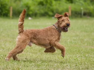 Irish Terrier: Dog Breed Characteristics & Care