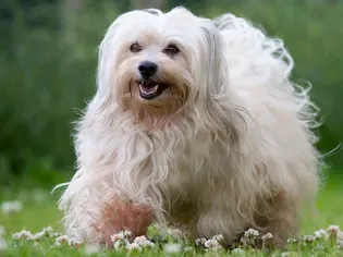 Havanese: Dog Breed Characteristics & Care