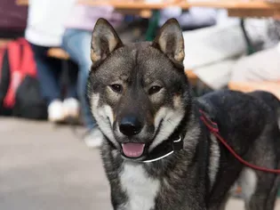 Shikoku: Dog Breed Characteristics & Care