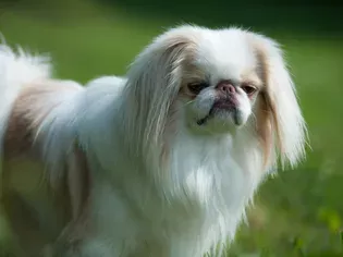 Japanese Chin (Japanese Spaniel): Dog Breed Characteristics & Care