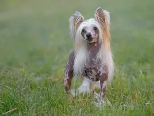 Chinese Crested: Dog Breed Characteristics & Care