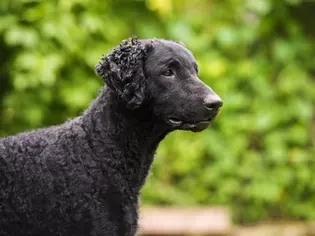 Curly-Coated Retriever (Curly): Dog Breed Characteristics & Care