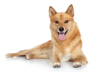 Finnish Spitz (Finkie): Dog Breed Characteristics & Care