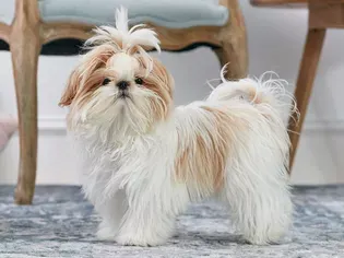 Shih Tzu: Dog Breed Characteristics & Care