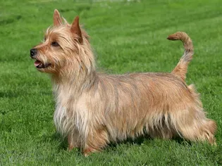 Australian Terrier: Dog Breed Characteristics & Care