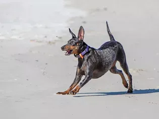 Manchester Terrier: Dog Breed Characteristics & Care