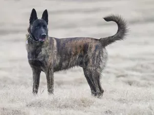 Dutch Shepherd (Dutch Herder): Dog Breed Characteristics & Care