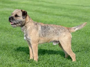 Border Terrier: Dog Breed Characteristics & Care