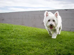 West Highland White Terrier (Westie): Dog Breed Characteristics & Care