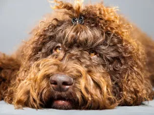 Barbet: Dog Breed Characteristics & Care