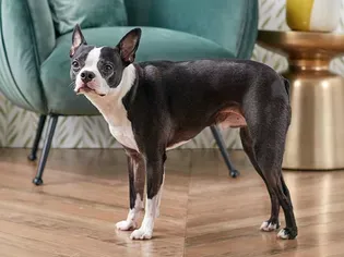 Boston Terrier: Dog Breed Characteristics & Care