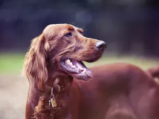 4 Types of Setter Dog Breeds