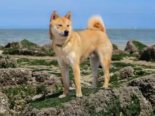 Shiba Inu: Dog Breed Characteristics & Care