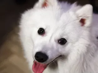 Japanese Spitz: Dog Breed Characteristics & Care