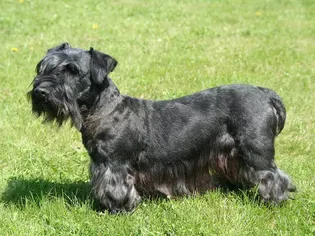 Cesky Terrier: Dog Breed Characteristics & Care