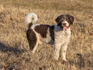 Spanish Water Dog: Breed Characteristics & Care