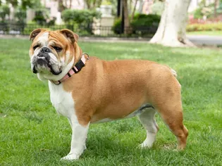 Bulldog (English Bulldog): Dog Breed Characteristics & Care