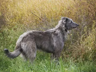 Scottish Deerhound: Dog Breed Characteristics & Care