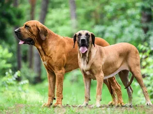 Fila Brasileiro (Brazilian Mastiff): Dog Breed Characteristics & Care