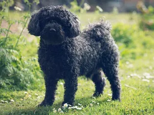 Pumi: Dog Breed Characteristics & Care