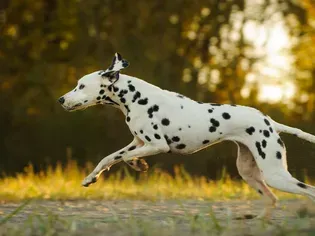 Dalmatian: Dog Breed Characteristics & Care