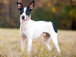 Rat Terrier: Dog Breed Characteristics & Care