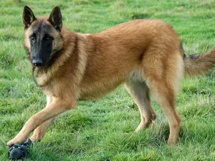 Belgian Malinois (Mal): Dog Breed Characteristics & Care