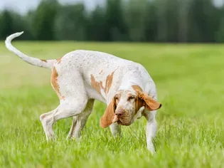 Bracco Italiano: Dog Breed Characteristics & Care