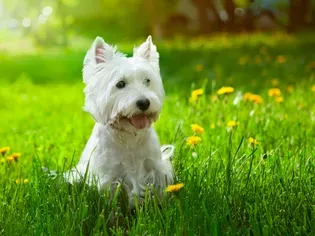 32 Hypoallergenic Dog Breeds for Anyone With Allergies