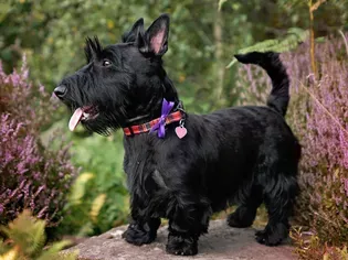 Scottish Terrier (Scottie): Dog Breed Characteristics & Care