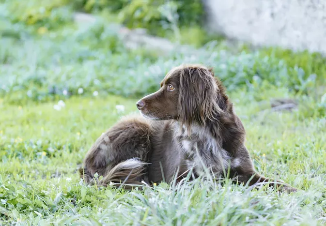 Small Münsterländer: Dog Breed Characteristics and Care