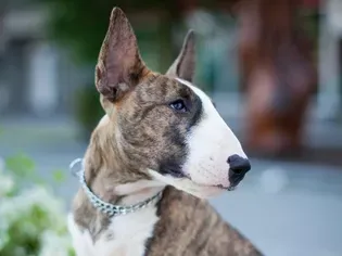 Bull Terrier: Dog Breed Characteristics & Care