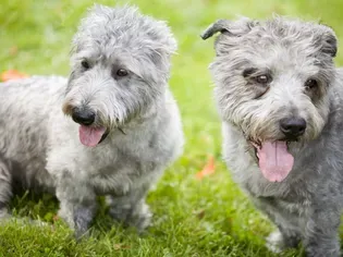 Glen of Imaal Terrier: Dog Breed Characteristics & Care