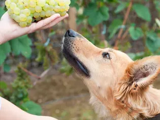 Can Dogs Eat Grapes?