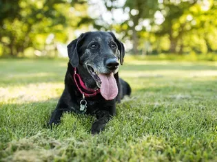 Everything You Need to Know About Adopting a Senior Pet