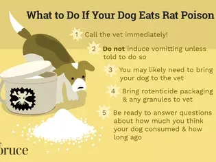 Rat Poisoning in Dogs