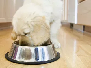 What to Do if Your Puppy Is Constipated