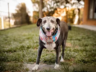 10 Tips for Taking Care of a Senior Dog