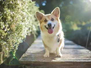 Is Vitamin D Toxic to Dogs?