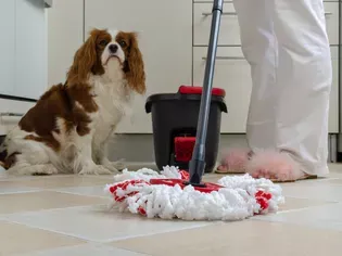 Is Swiffer WetJet Safe to Use Around My Pet?