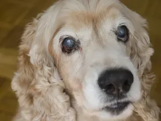 Cloudy Eyes in Dogs