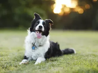 Can Ivermectin Be Given to Collies?