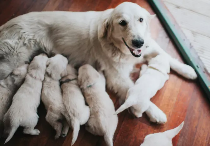 Helping a Dog in Labor