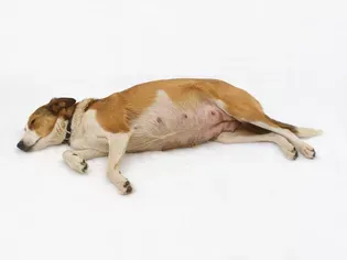 Questions and Answers About Dog Pregnancy