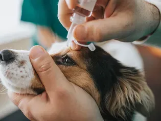 Eye Drops For Dogs: Tips For Giving Your Dog Vital Medication