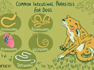 Common Worms and Intestinal Parasites in Dogs