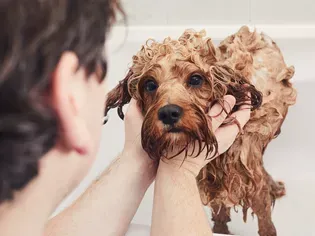 How to Give a Flea Bath to Your Dog