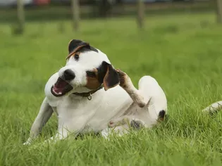 Lice in Dogs