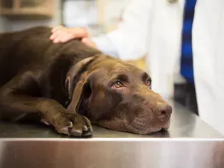 Gallbladder Disease in Dogs: Causes, Signs, and Treatment