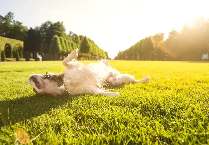 Can Dogs Get Sunburn?